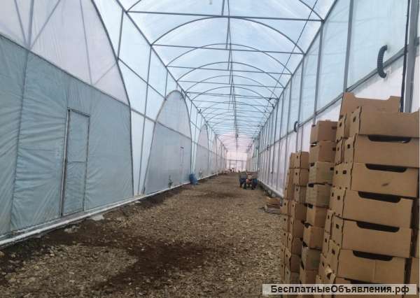 Тепличное хозяйство 7 Га