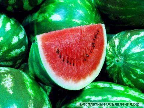 Арбузы оптом от 20 тонн