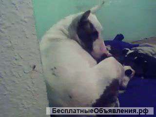 Бультерьер