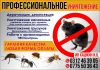 Уничтожение насекомых и грызунов