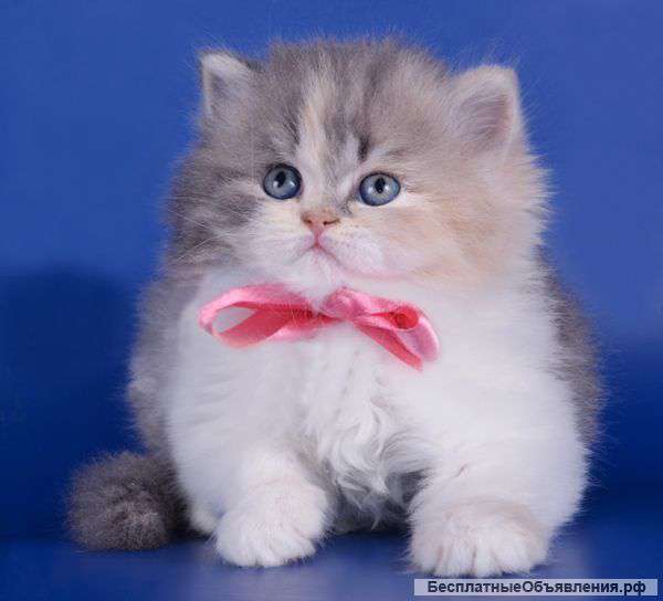 Британцы эффектных окрасов - красивый подарок