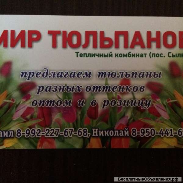 Тюльпаны от производителя к 14 февраля и 8 марта