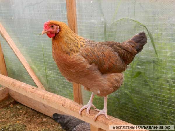 Инкубационное яйцо и цыплята кур ленинградская золотисто-серая