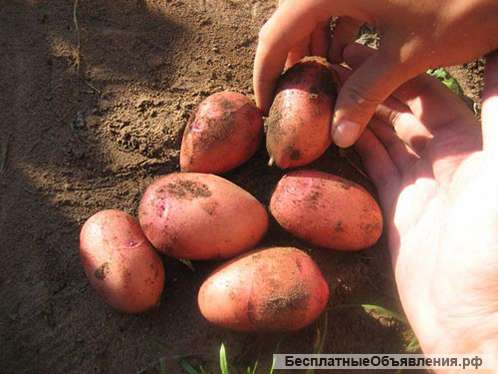 Семенной картофель Ред Скарлет первой репродукции