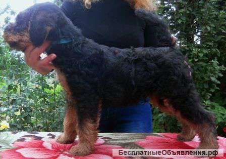 Щенки эрдельтерьера