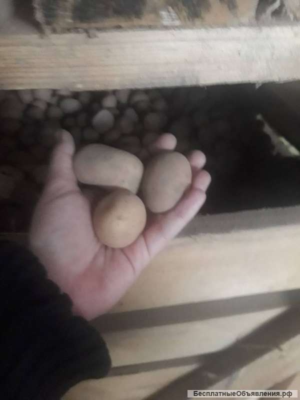 Семенной картофель