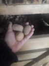 Семенной картофель