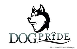 Стрижка и дрессировка собак в DogPride Санкт-Петербург