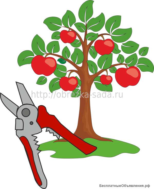 Услуги обрезки плодовых деревьев на дачном участке в Москве и МО