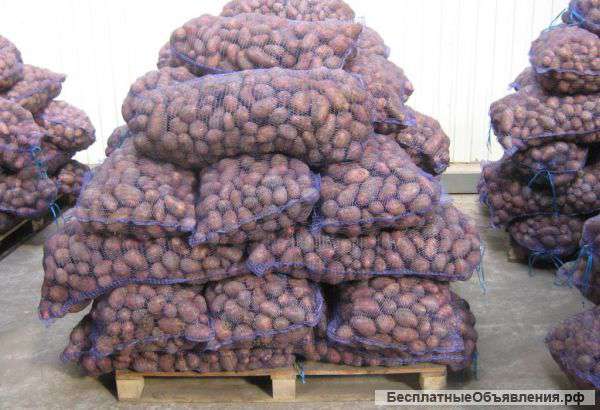 Продажа картофеля оптом