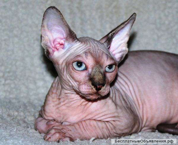 Канадский сфинкс - голубоглазый мальчик