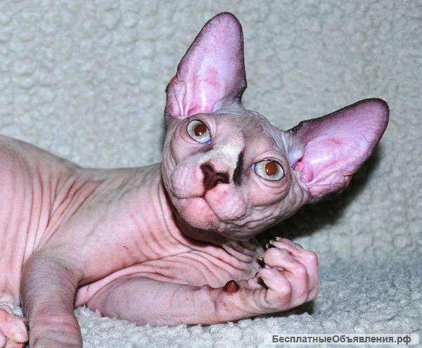 Канадский сфинкс - шоколад с белым