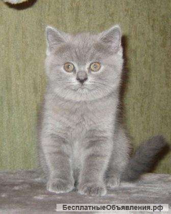 Британский котенок