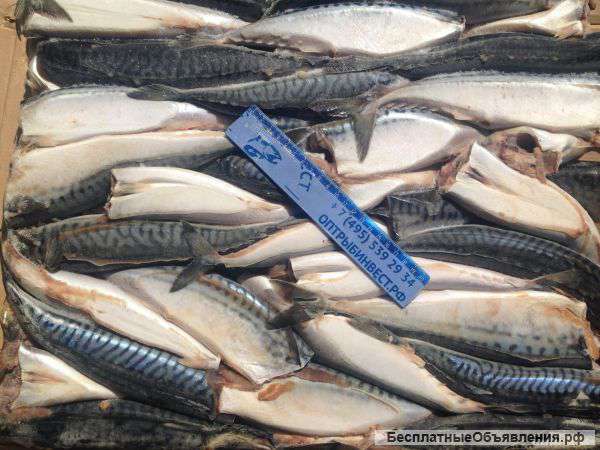 Скумбрия б/г 200-300