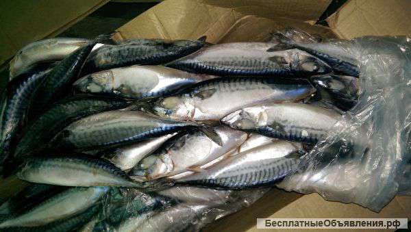 Скумбрия с/г, н/р 300-600