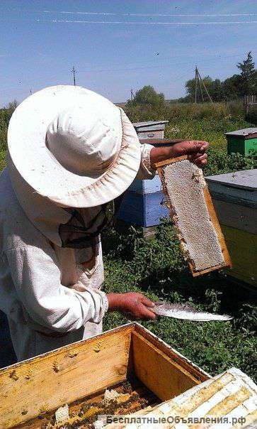 Натуральный пчелиный мёд