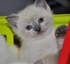 Колорные котята страйт