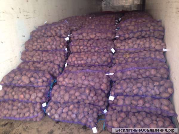 Картофель 5