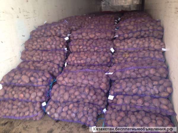 Картофель 5+, семенной