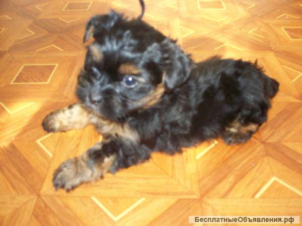 Мальчики щенки Йорка