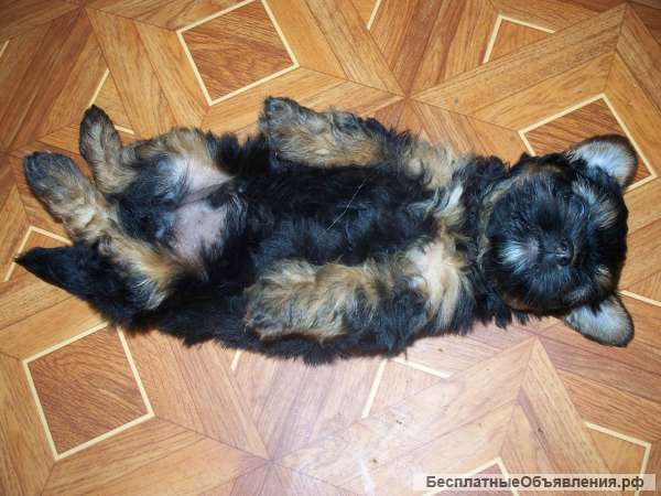 Мальчики щенки Йорка