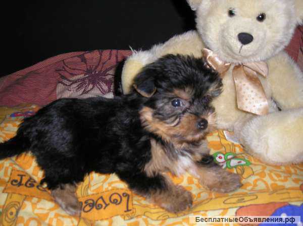 Мальчики щенки Йорка
