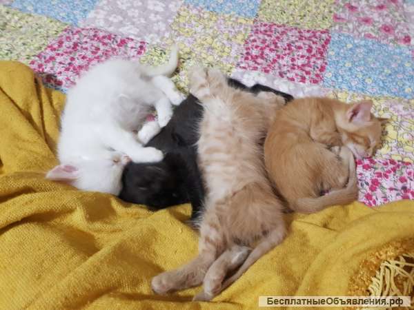 Котята