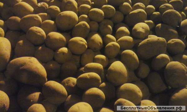 Картофель семенной оптом