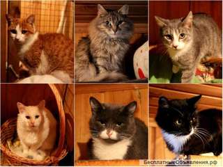 Кошки из приюта ищут дом