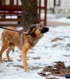 Собаки Стася и Сэм ждут своих хозяев