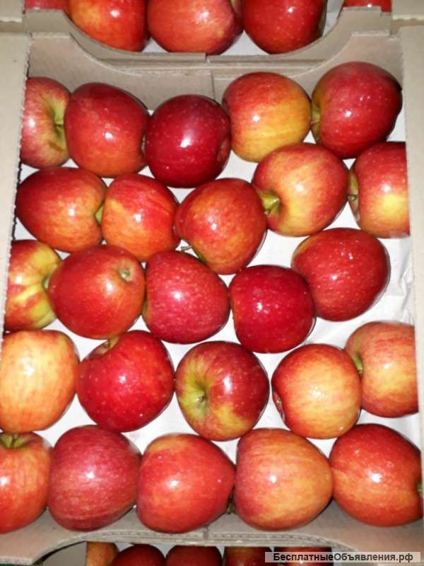 Яблоки из Ингушетии оптом от производителя