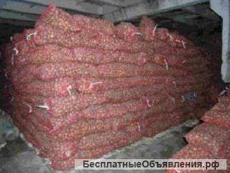 Картофель Ред Скарлетт, Импала, оптом с полей