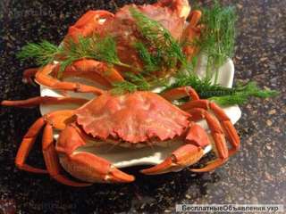 Краб черноморский крупный