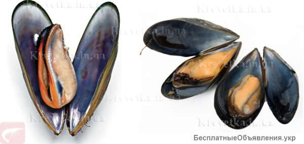 Рапан мясо, мидия в ракушке