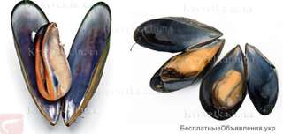 Рапан мясо, мидия в ракушке