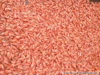 Креветка гамуз, отсев, мелочь, средняя, кабан