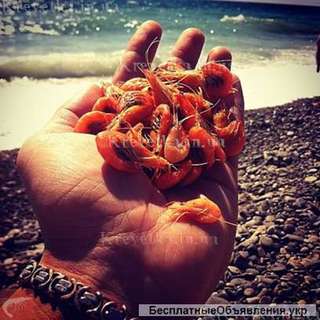 Крупная, мелкая, средняя азовская креветка