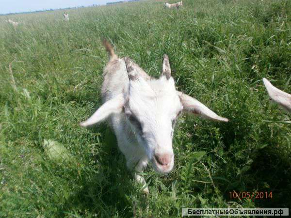 Козочки 7 месяцев