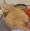 Котенок мейн кун метис рыжий мальчик 3 мес