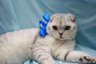 Классный котеночек