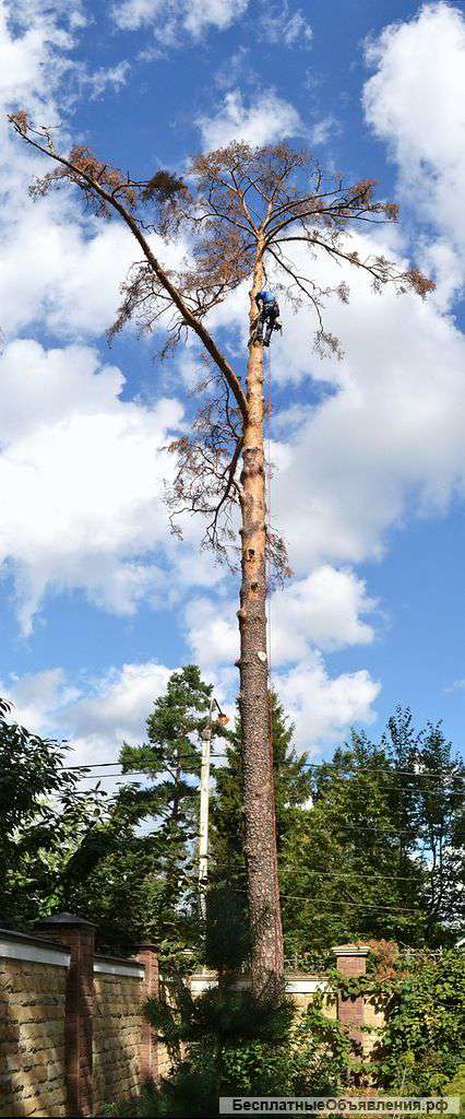 Удаление, кронирование деревьев