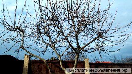 Обрезка растений деревьев и кустарников