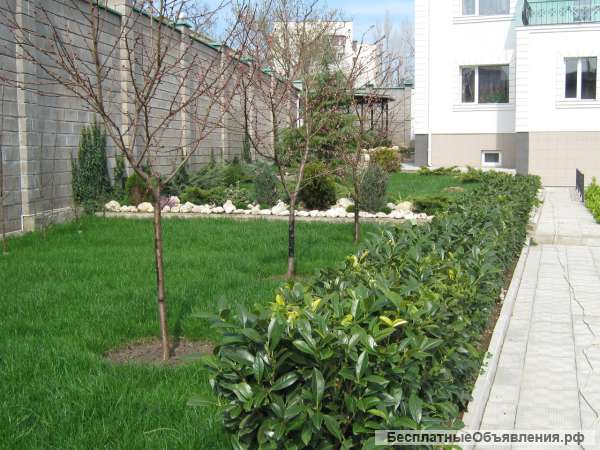 Посадка плодового сада