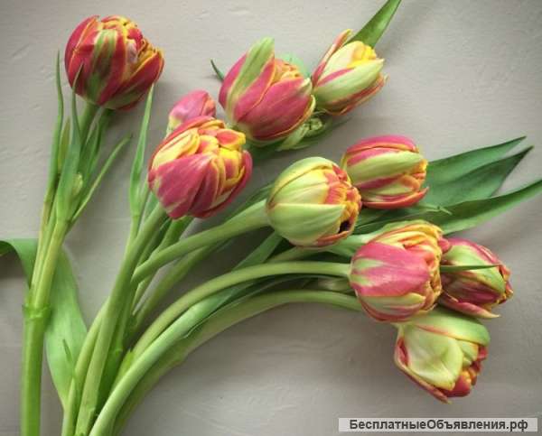Тюльпаны оптом Хабаровск – прямая поставка из Голландиив Хабаровске