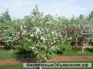 Весенняя обрезка плодовых деревьев