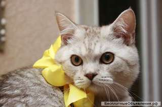 Котик с лиловыми пятнышками