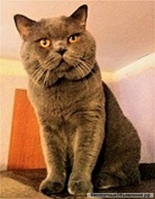Вязка Шикарный шотландский кот на вязку