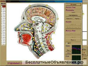 Компьютерное тестирование организма