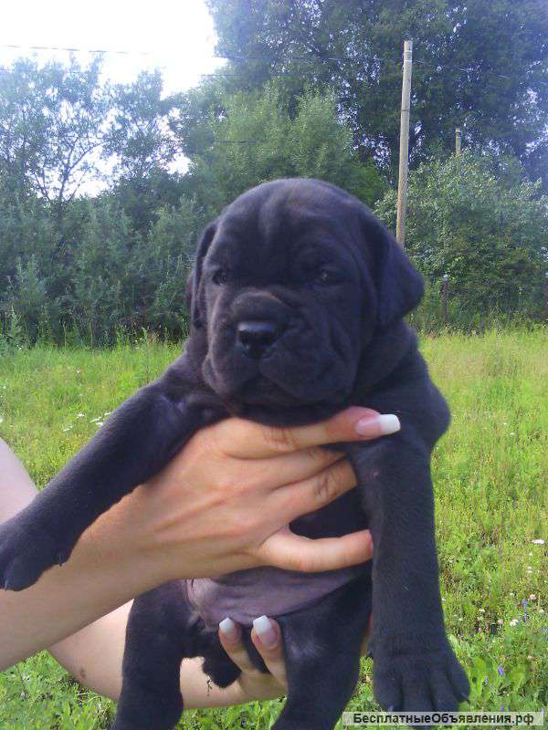 Щенков кане корсо