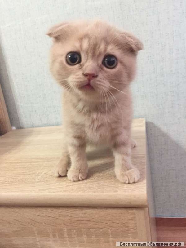 Шотландские котята